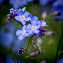 Wood Forget Me Not von Colin Metcalf