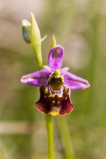Hummel-Ragwurz (Ophrys holoserica) von Walter Layher