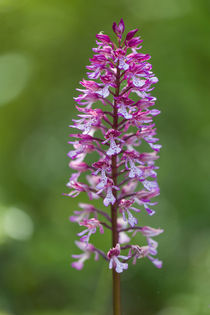 Helm-Knabenkraut (Orchis militaris) von Walter Layher