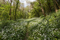 Path through the Wild Garlic von David Tinsley