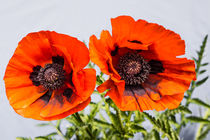 Türkischer Riesenmohn-rot von Erhard Hess