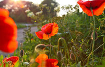 Mohnblüte by Jens Uhlenbusch