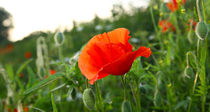 Mohn by Jens Uhlenbusch