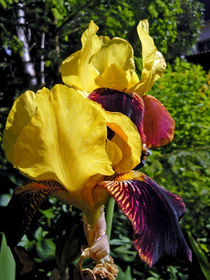Schwertlilie -Iris von Isabell Tausche
