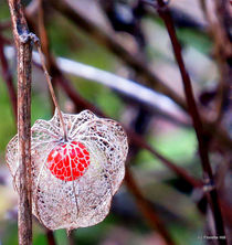 Physalis by Florette Hill