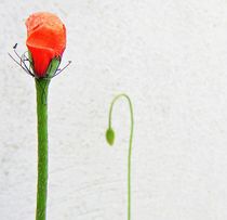 Mohn - ein Blattrest von Florette Hill