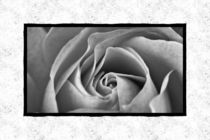 Rose b&w No. 3 von leddermann