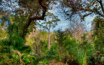 Pristine Area Of Ravine Gardens by John Bailey