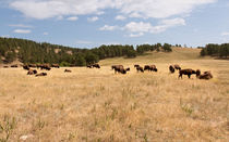 Bison Grazing von John Bailey