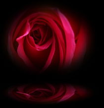 Blütenträume 11 Rose by Walter Zettl