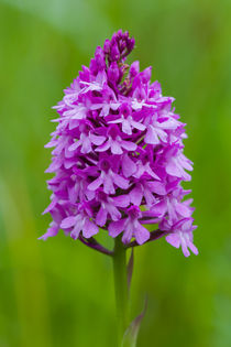  Pyramiden-Hundswurz (Anacamptis pyramidalis) von Walter Layher