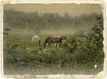 historical meadow by urs-foto-art
