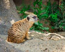 Watchful Meerkat by Jon Woodhams