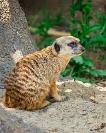 Watchful Meerkat Vertical von Jon Woodhams