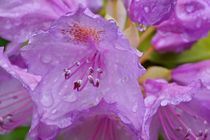 Rhododendron 003 by leddermann