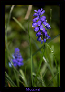 Traubenhyazinthe, Muscari  by Denise Urban