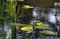 Serrosenblätter am Teichrand von Isabell Tausche