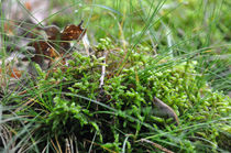 neulich im Wald von Isabell Tausche