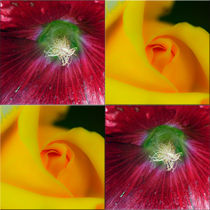 Viererbild "Blütenköpfe" von lisa-glueck