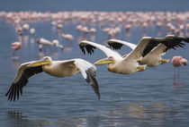 Pelicans in Flight by Antonio Jorge Nunes