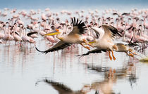 Pelicans Take Off by Antonio Jorge Nunes