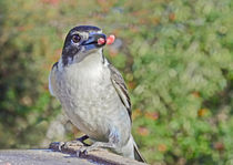 Australian Butcher bird von Chris Edmunds