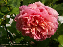 English Rose von Pia Nachtsheim