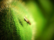 Fliege auf Mohnknospe, Fly on a poppy bud von Sabine Radtke