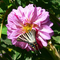 Segelfalter auf Dahlie, butterfly by Sabine Radtke