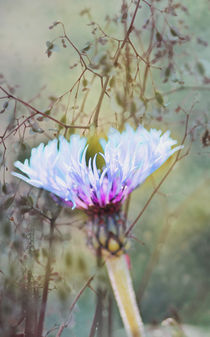 FLOWER EVENING von Ivonne Wentzler