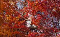 Trees Of Fire At Cloudland Canyon by John Bailey