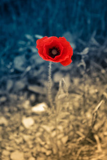 Klatschmohn von sylbe