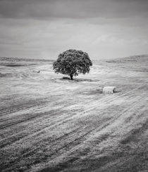 Rural Landscape #3 von Antonio Jorge Nunes