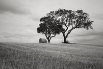 Rural Landscape #2 by Antonio Jorge Nunes