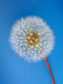 Dandelion von dreamcatcher-media