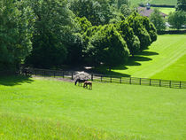 Horses grazing in Yorkshire by Robert Gipson