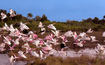 Birds Call To Flight by John Bailey