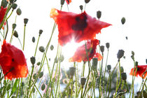 Poppyfield von Jens Uhlenbusch