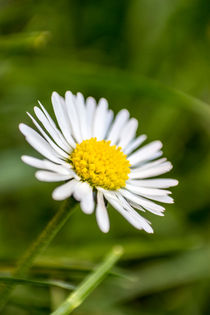 Gänseblümchen auf der Wiese von Dennis Stracke