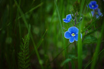 floral background  von larisa-koshkina