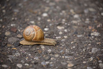 In a hurry - vineyard snail crossing the street by Jörg Sobottka