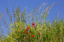 Poppy and blue sky - Kaiserstuhl - Germany von Jörg Sobottka