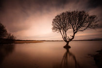 The Kenfig Pool Tree von Leighton Collins