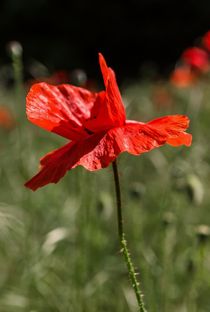 Poppy by Jeremy Sage