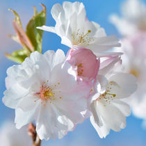 Frühlingsblüte  von Violetta Honkisz