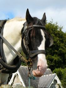 Irish Cob von gscheffbuch