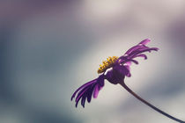 Blaues Gänseblümchen  von Beate Zoellner