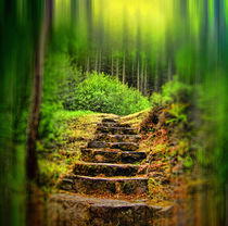 A Path to the Forest. by Dave Harnetty