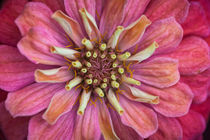 Zinnia by Beate Zoellner