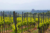 View from a vineyard to Breisach am Rhein, Germany von Jörg Sobottka